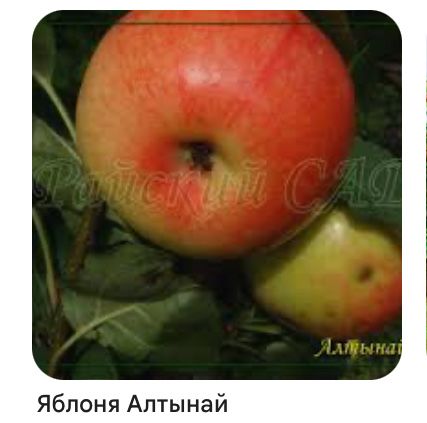 Яблони , груши, слива