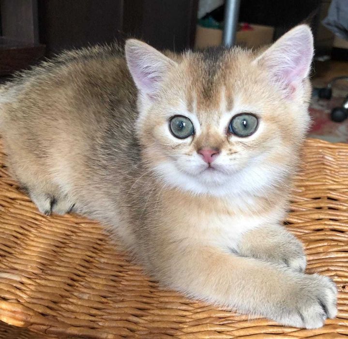 Британские шиншиллы