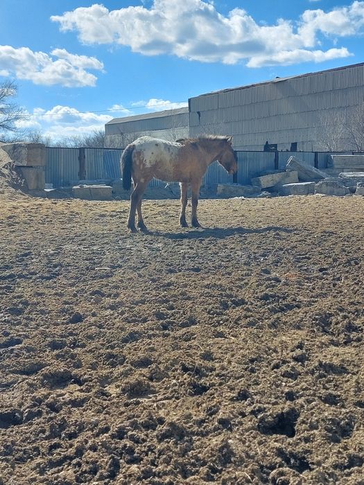 Бордақы еркек құнандар