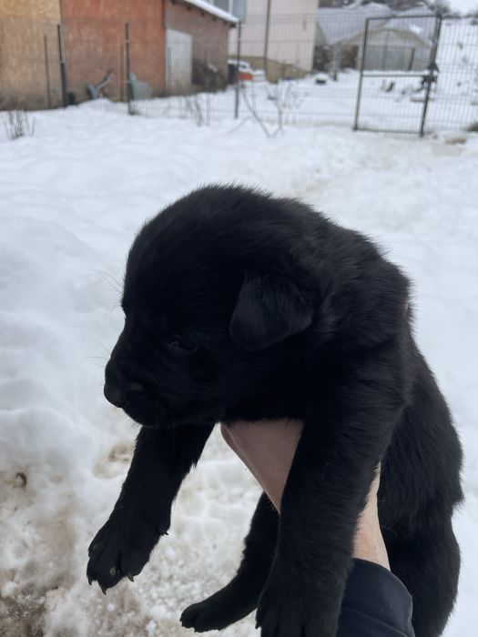 Pui Metis Ciobanesc Belgian Malinois si Labrador