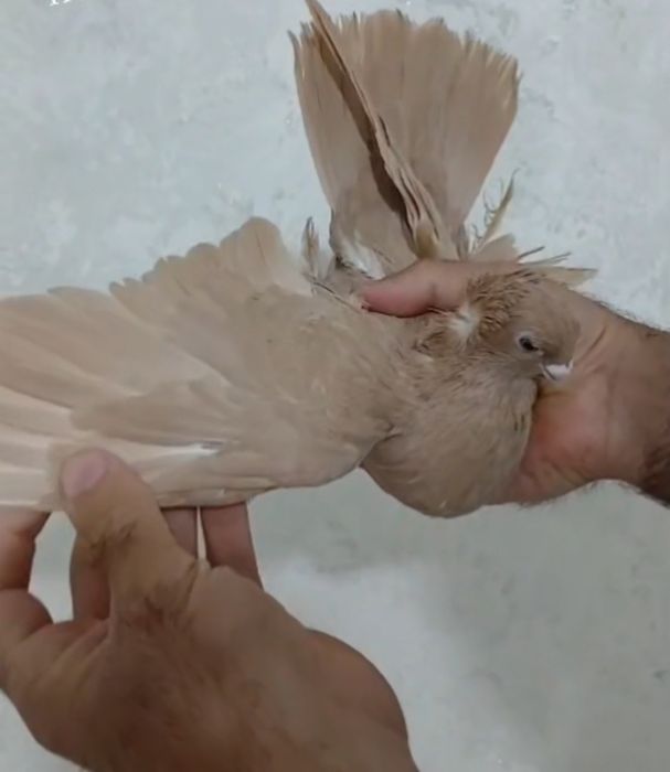 Продам голубей...