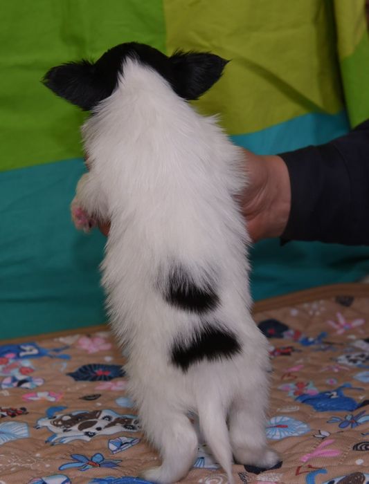 Щенки папийона для вас!