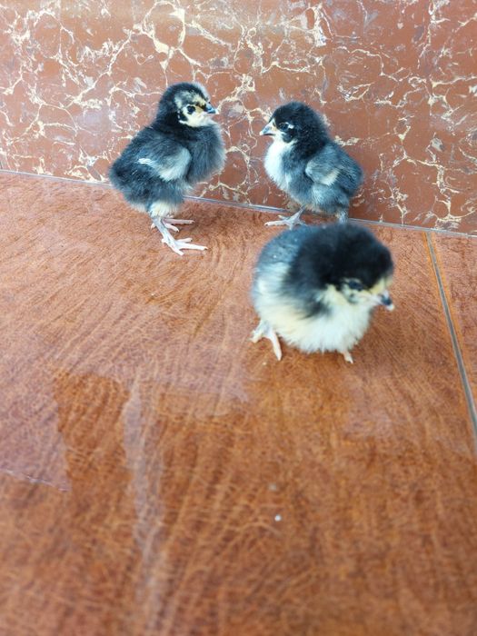 Sifatli jo‘jalar sotuvda mavjud