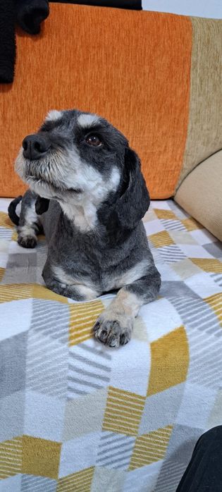 Tuns câine talie mica