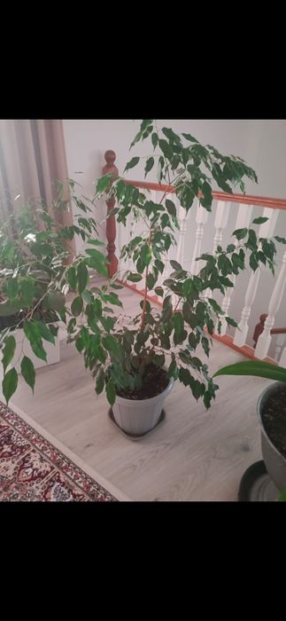 Продаються комнатные комнатные цветы