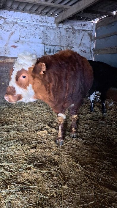 Продам бычок на Племя