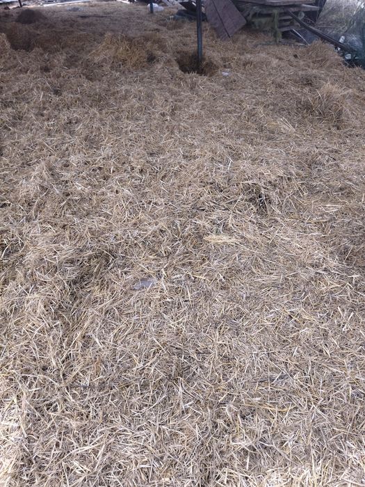 Саван тегін беремін