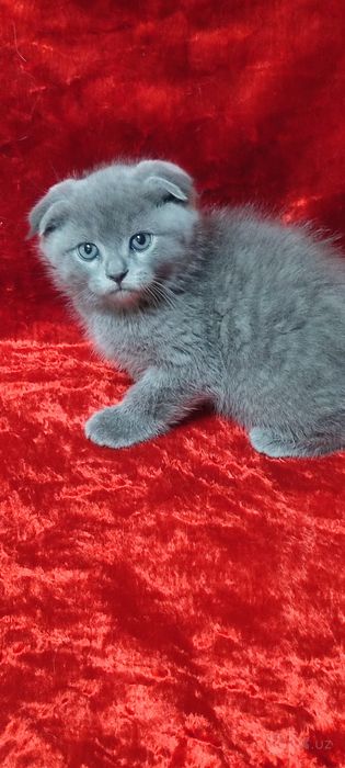 Продается Скотишь фолд