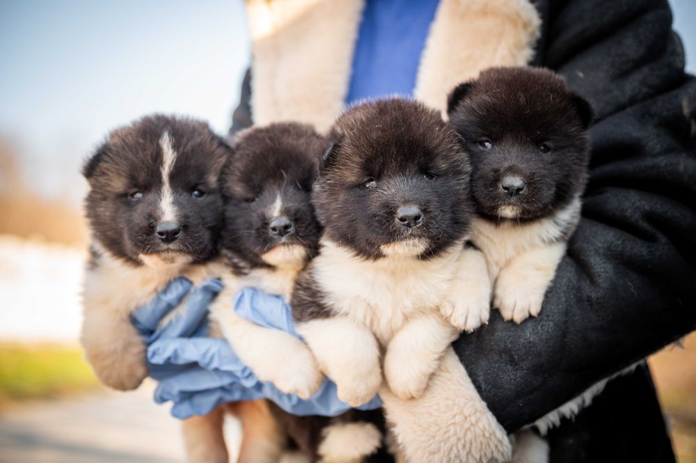 Американска акита - бебета