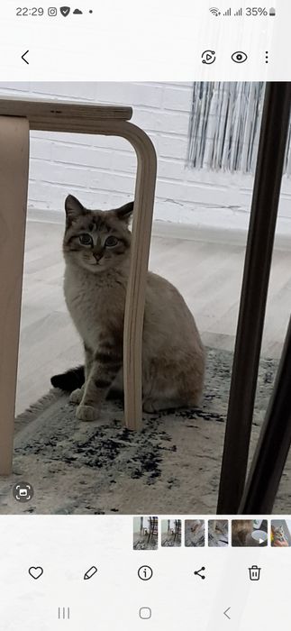 Пристраивается котик, тайский