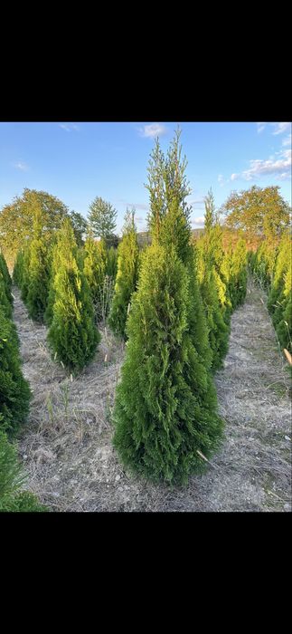 Tuia Smaragd 1,5 m - 2,5 m