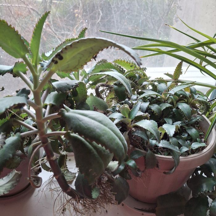 Каланхоэ лечебная