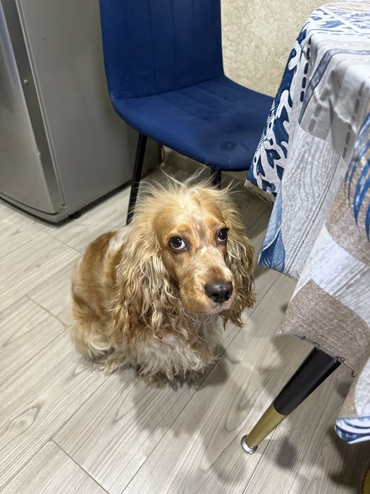 Вязка английский кокер спаниель