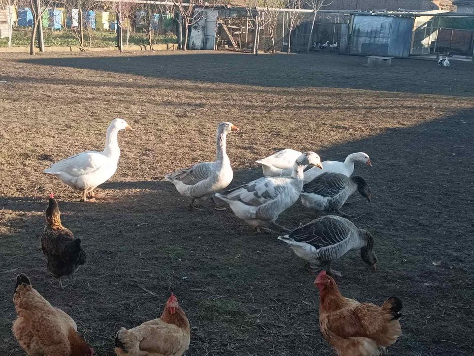 Продавам Гъски..
