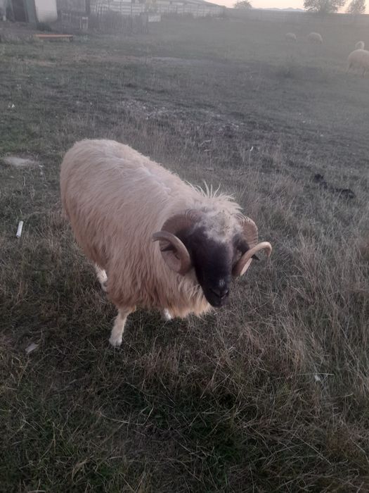 Vand berbec stramior