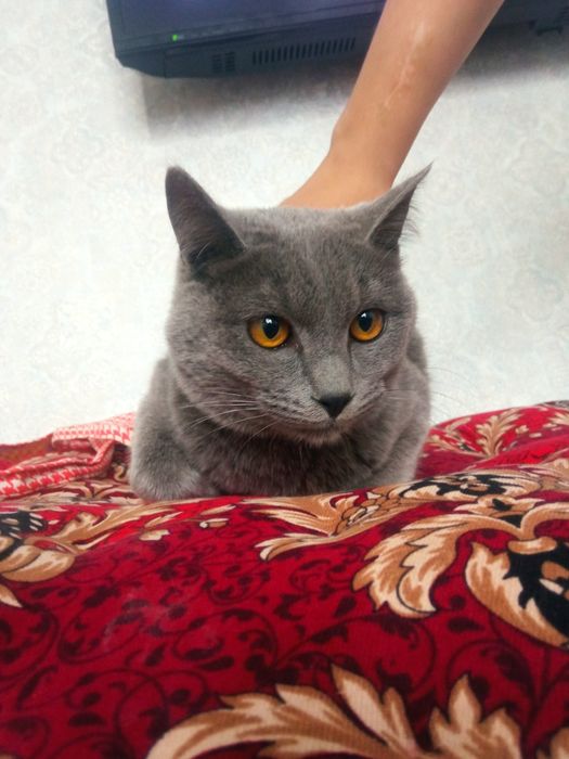 Скотиш страйд сотилади ками бор мушук