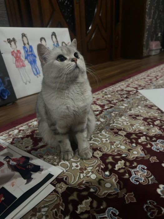 Вязка британский кот Серебристая шиншила