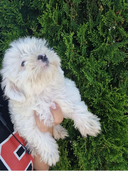 Baietel shih tzu