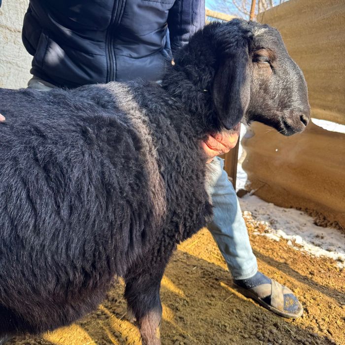 Elita hisoriga gibrit qochqor