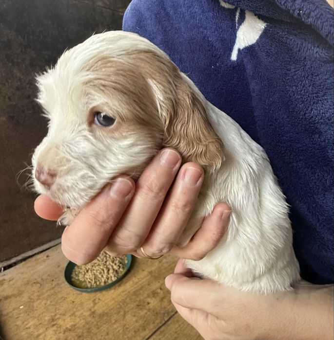 Продам русских спаниель