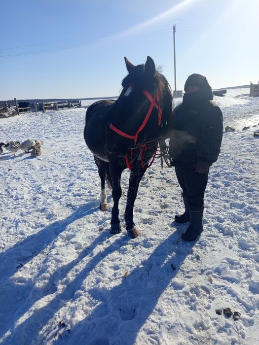 Животные сельхоз