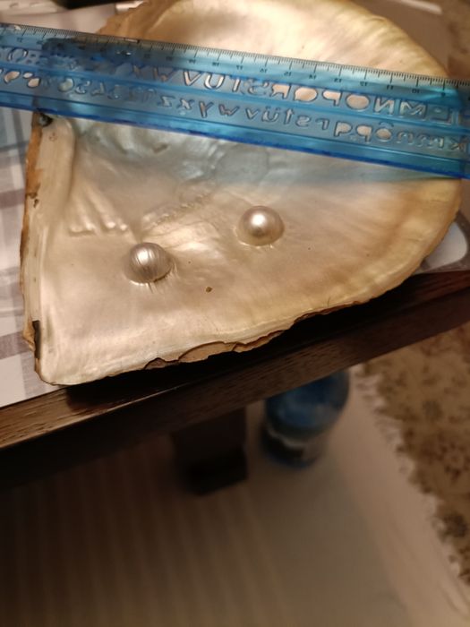 2 scoici cu perle preț 200 ron/ scoică