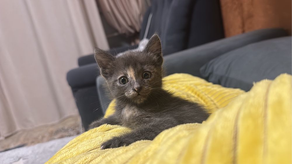 Котенок домашний