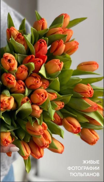 Тюльпаны в розницу по 400тг