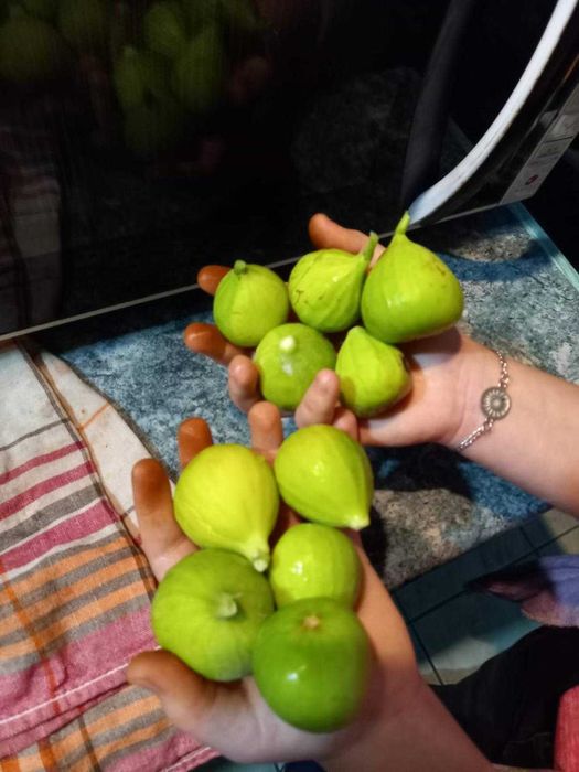 Cires altoi/aluni/Chandler/Agris.smochini/Paulownia.livrare