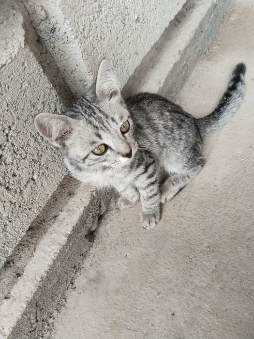 Котёнок бесплатно