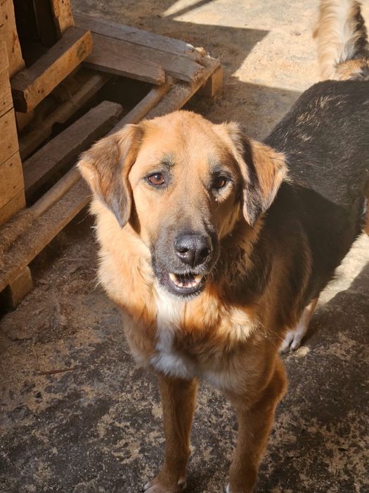Очень срочно! Собака в добрые руки!