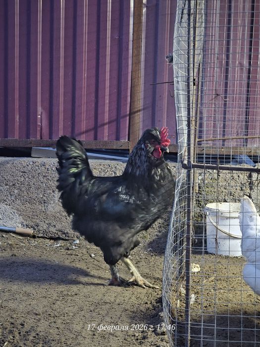 Продам Петуха молодой