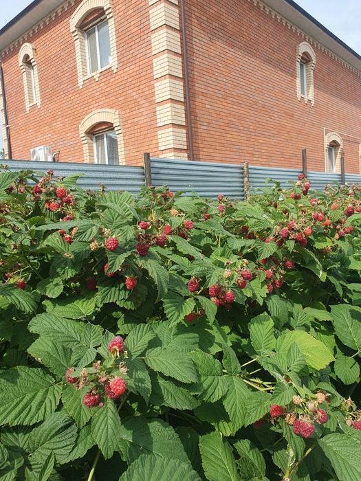 Малина свежемороженная без ГМО
