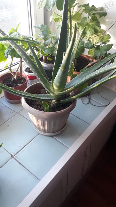 Продам комнатные цветы