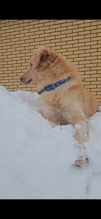 Отдадим в хорошие руки