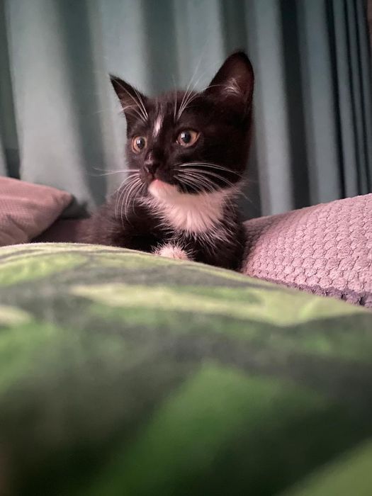 Отдам котенка бесплатно