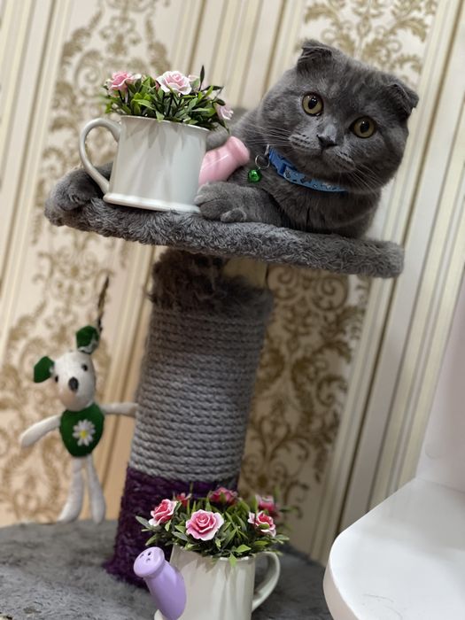 Скоттиш фолд