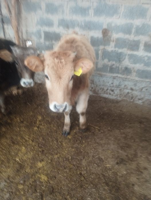 Бузаулар 1 еркек, 2 бас ургашы сатам. 3 бас.