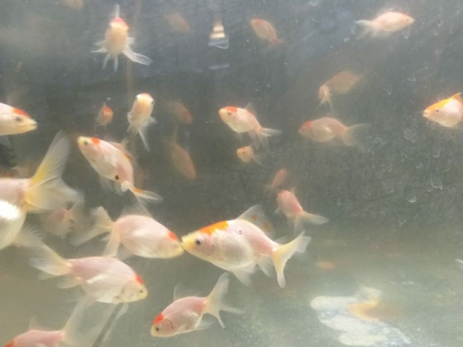 Рыбки для акквариума