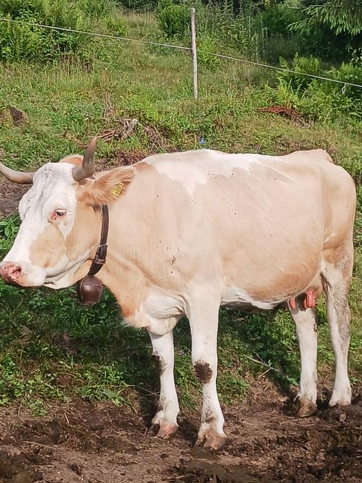 Vaci tinere Bălțată românească de ținut com Bilbor județul Harghita nr.telefon 0756437676