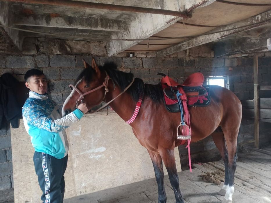 Шуғыл турде ат сатылады