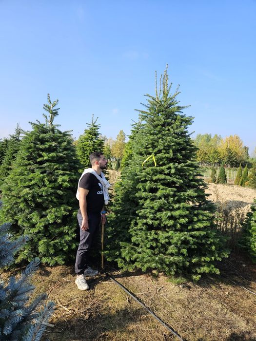 Brazi argintii și normandiana de cea mai buna calitate