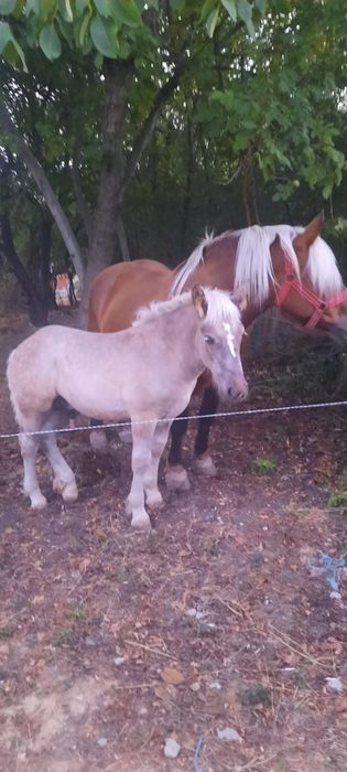 Vând iapă cu mânz și gestantă napoi