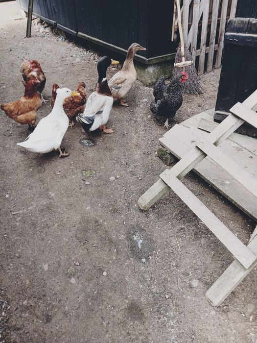 Vand oua de rata pentru incubat !!!