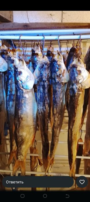 Всегда всё свежее рыбное изделие