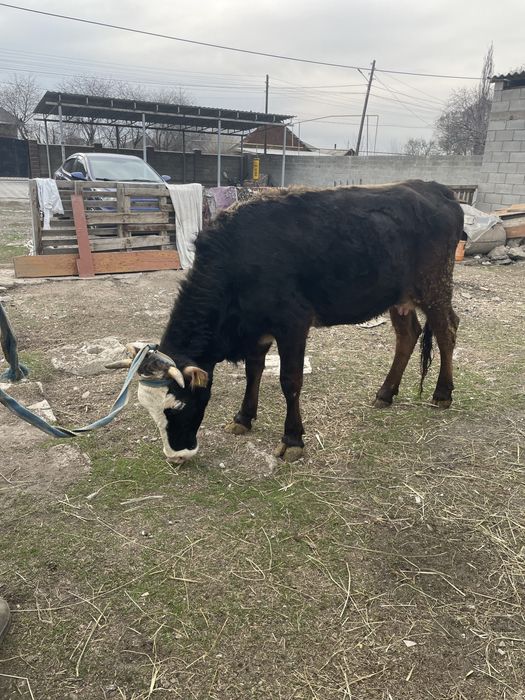 Сиыр сауын Дойная корова