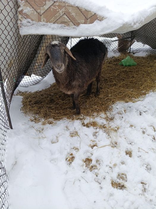 Продам срочно баранов парочку