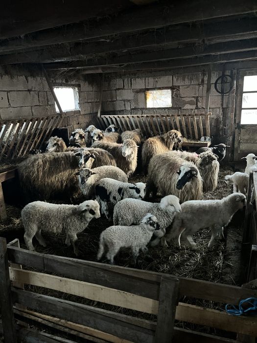 vand oi cu miei ……….