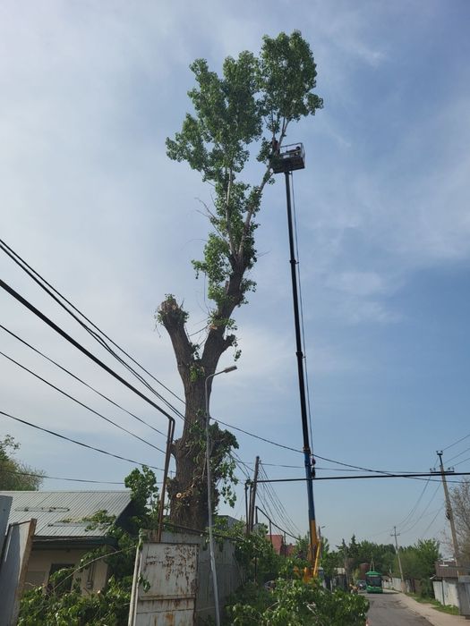 Спил деревьев агаш кесемиз