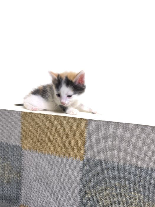 Отдам в добрые , надежные руки , домашнего котенка